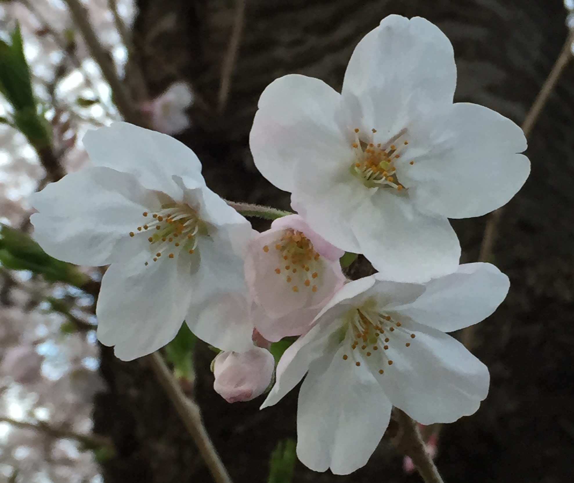 ○○○○○○○○イメージ